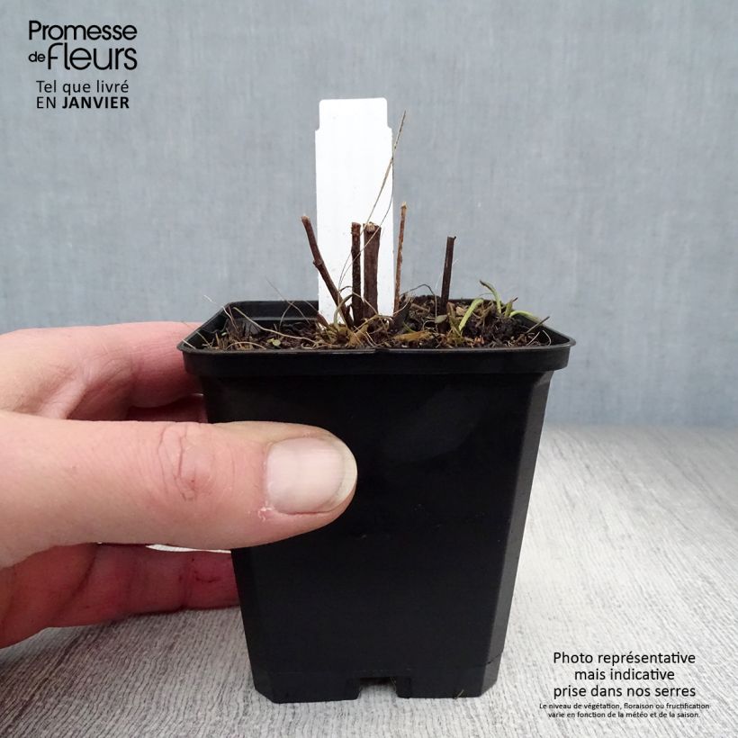 Exemplar von Schwachfilziger Sonnenhut Henry Eilers - Rudbeckia subtomentosa Kleine Töpfe von 8/9 cm wie im Winter geliefert