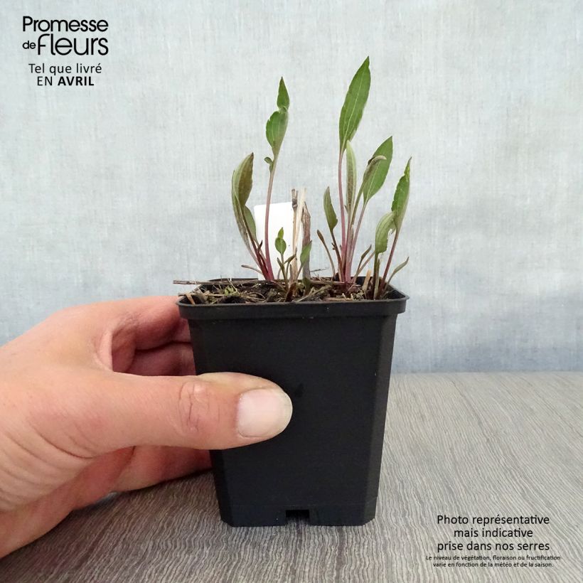 Exemplar von Schwachfilziger Sonnenhut Henry Eilers - Rudbeckia subtomentosa Kleine Töpfe von 8/9 cm wie im Frühjahr geliefert