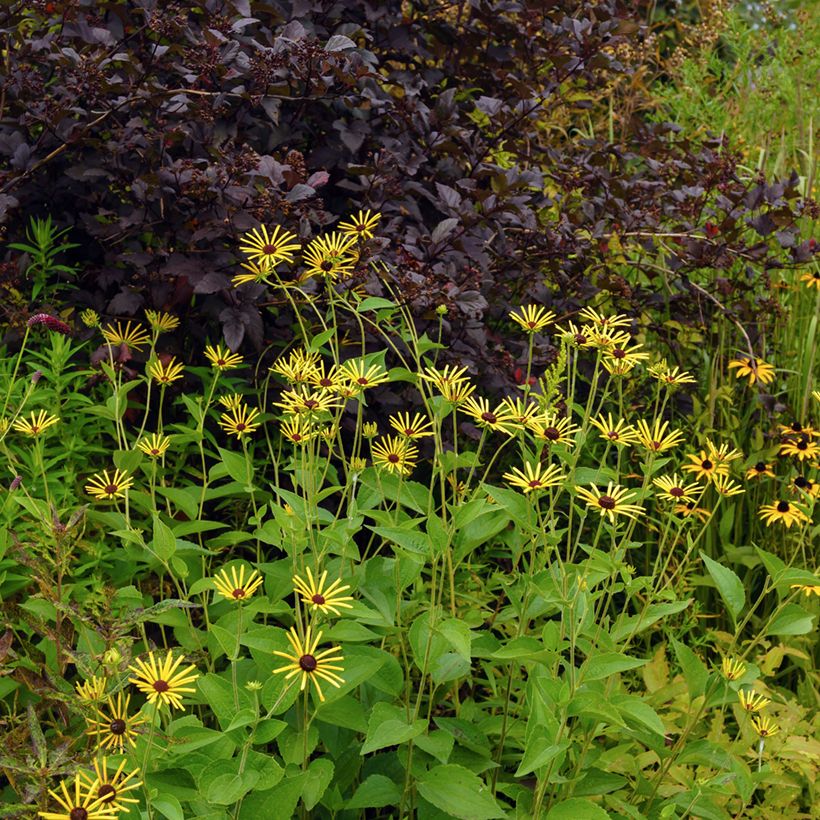 Schwachfilziger Sonnenhut Henry Eilers - Rudbeckia subtomentosa (Plant habit)