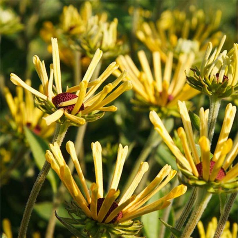 Schwachfilziger Sonnenhut Little Henry - Rudbeckia subtomentosa (Flowering)