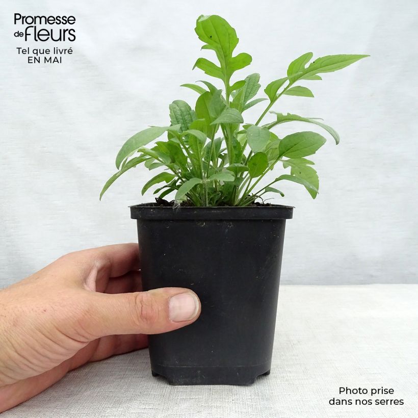 Exemplar von Oktober-Sonnenhut - Rudbeckia triloba Kleine Töpfe von 8/9 cm wie im Frühjahr geliefert