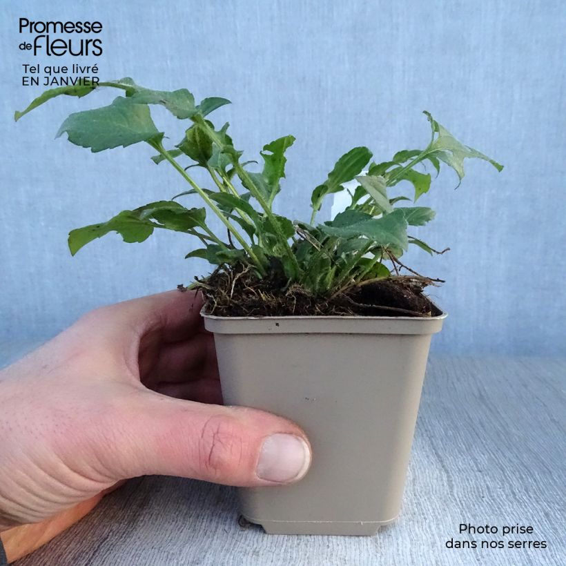 Exemplar von Oktober-Sonnenhut - Rudbeckia triloba Kleine Töpfe von 8/9 cm wie im Winter geliefert