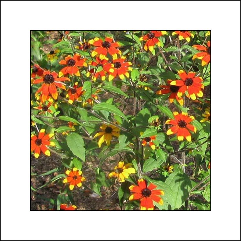 Oktober-Sonnenhut Prairie Glow - Rudbeckia triloba (Flowering)