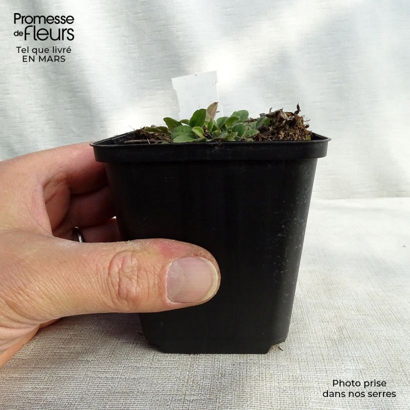 Exemplar von Oktober-Sonnenhut Prairie Glow - Rudbeckia triloba Kleine Töpfe von 8/9 cm wie im Winter geliefert