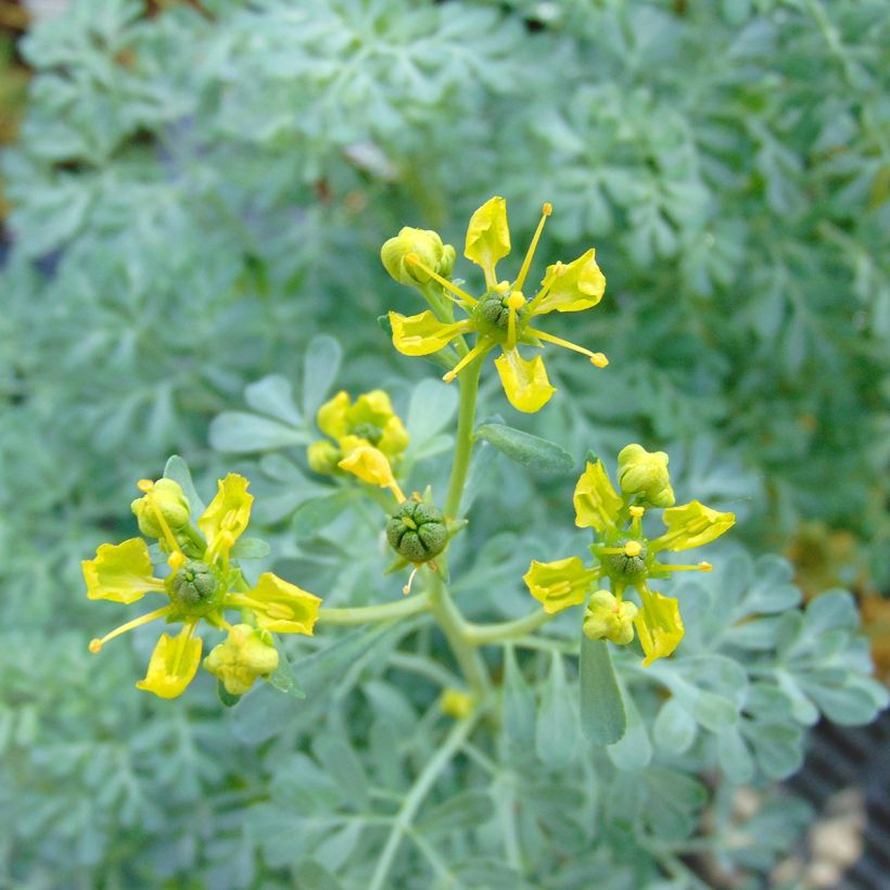 Wein-Raute Jackman's blue - Ruta graveolens (Flowering)