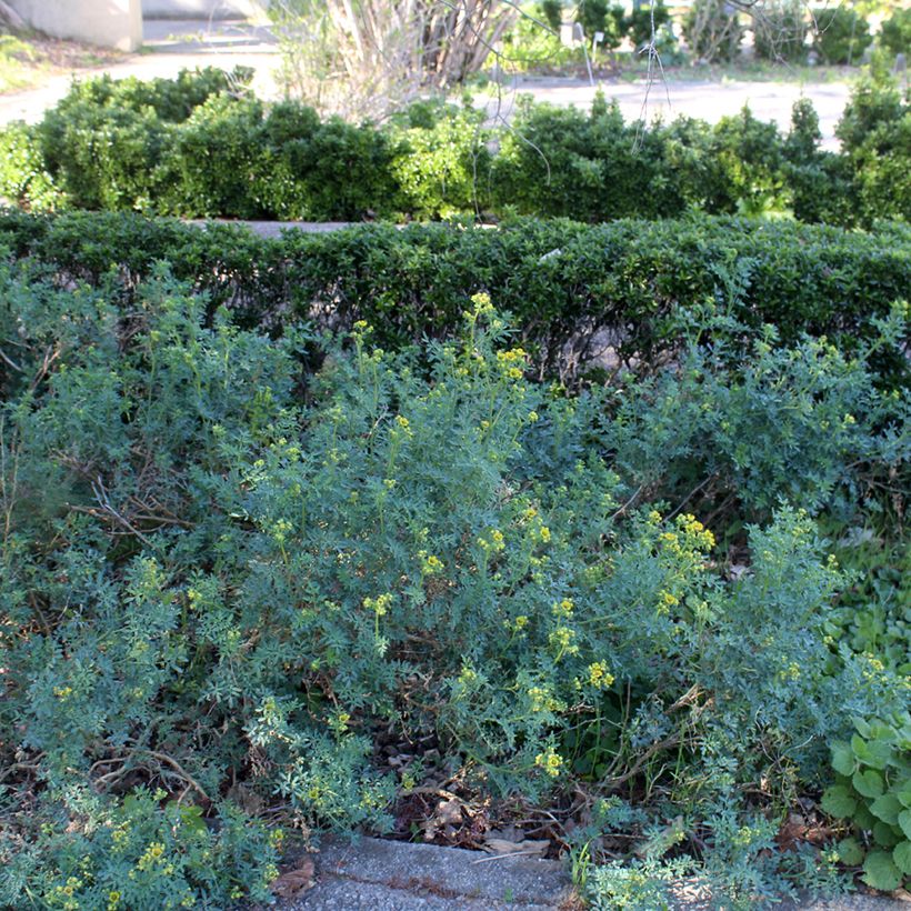 Wein-Raute - Ruta graveolens (Plant habit)