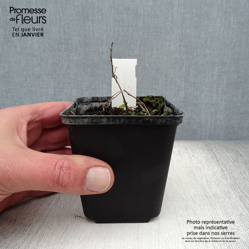 Exemplar von Ruellia humilis - Behaarte Ruellie Kleine Töpfe von 8/9 cm wie im Winter geliefert