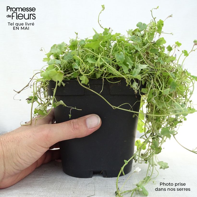 Exemplar von Cymbalaria muralis - Zymbelkraut Kleine Töpfe von 8/9 cm wie im Frühjahr geliefert