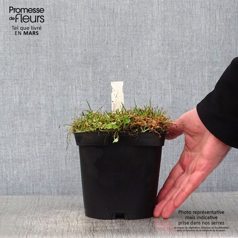 Exemplar von Cymbalaria muralis - Zymbelkraut Topf mit 2L/3L wie im Winter geliefert