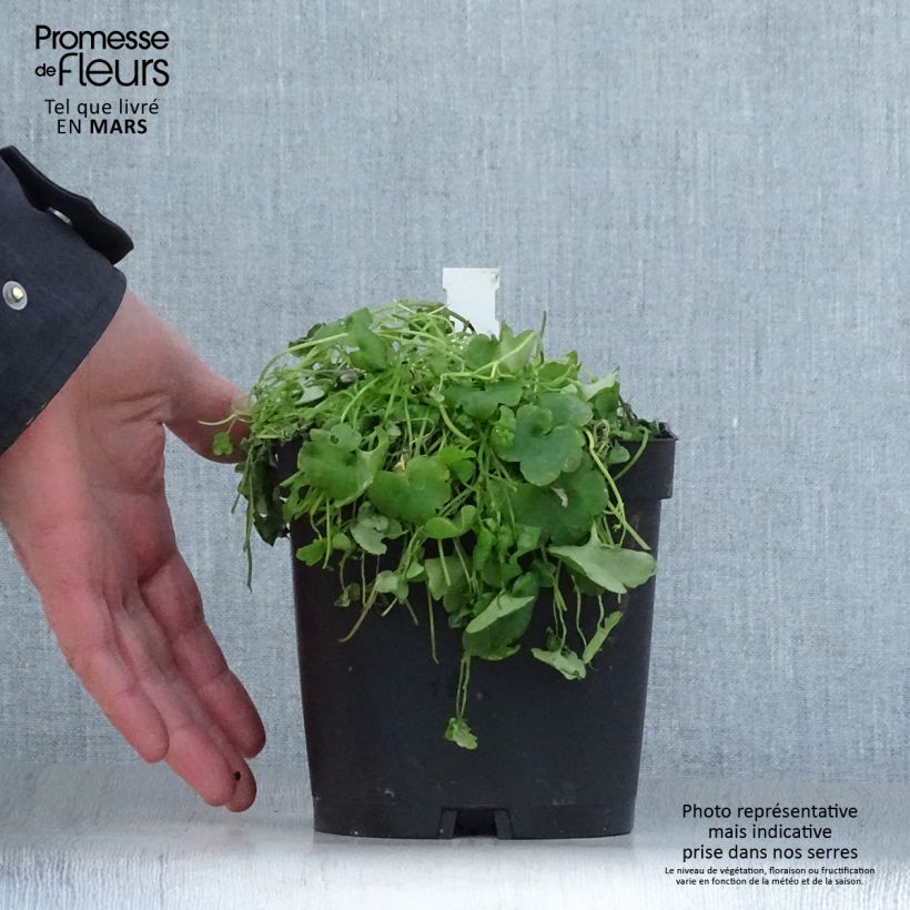 Exemplar von Cymbalaria muralis - Zymbelkraut Topf mit 2L/3L wie im Frühjahr geliefert