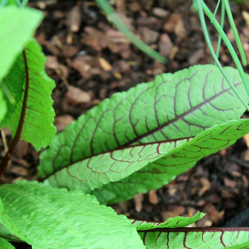Ampfer sanguineus - Rumex sanguineus (Foliage)