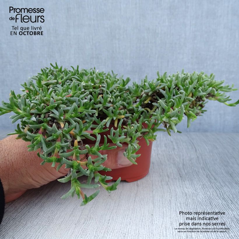 Example of Ruschia prostrata - Straucheiskraut Kleine Töpfe von 8/9 cm as you get in automne