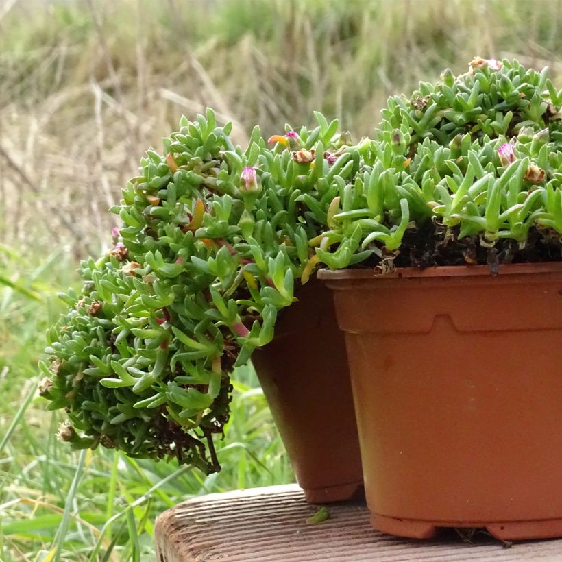 Ruschia prostrata - Straucheiskraut (Hafen)