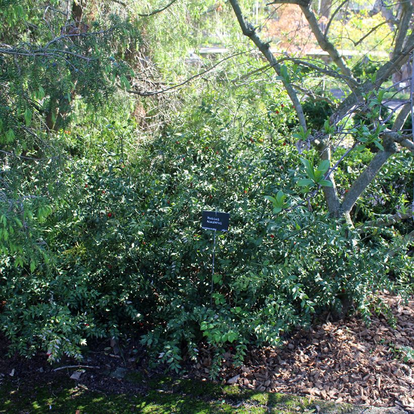 Ruscus aculeatus - Stechender Mäusedorn (Plant habit)