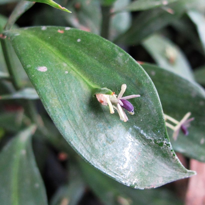 Ruscus hypoglossum - Hadernblatt (Flowering)
