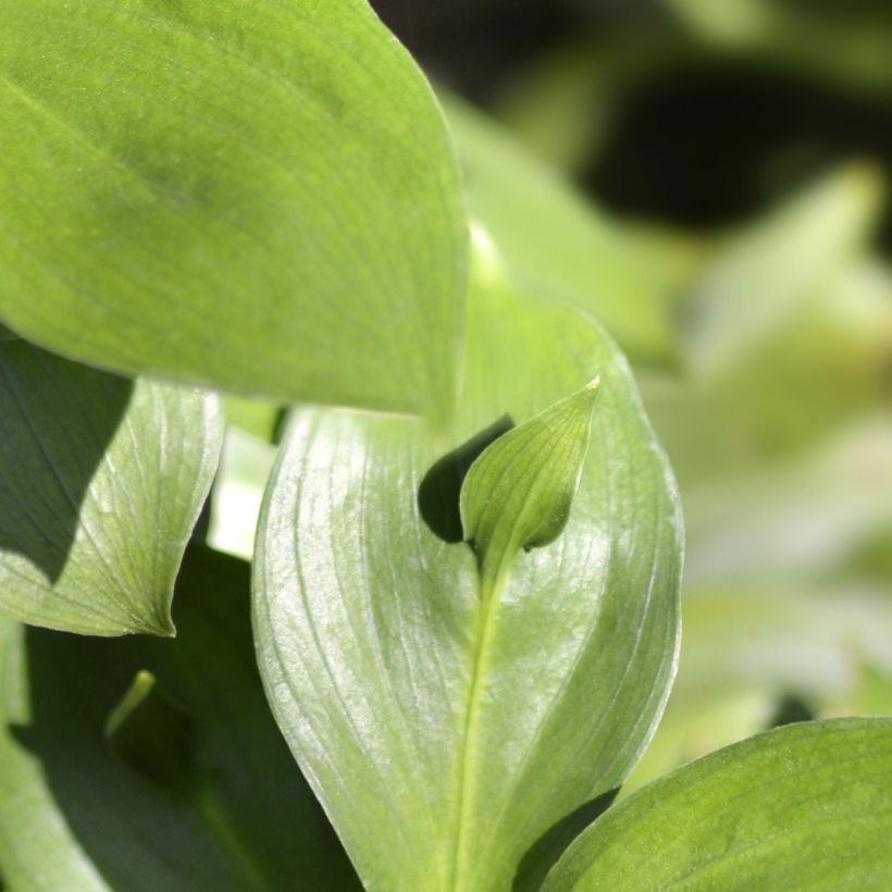Ruscus hypoglossum - Hadernblatt (Foliage)