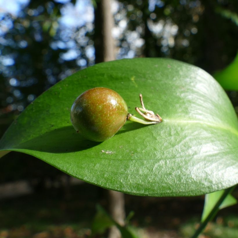 Ruscus hypoglossum - Hadernblatt (Harvest)