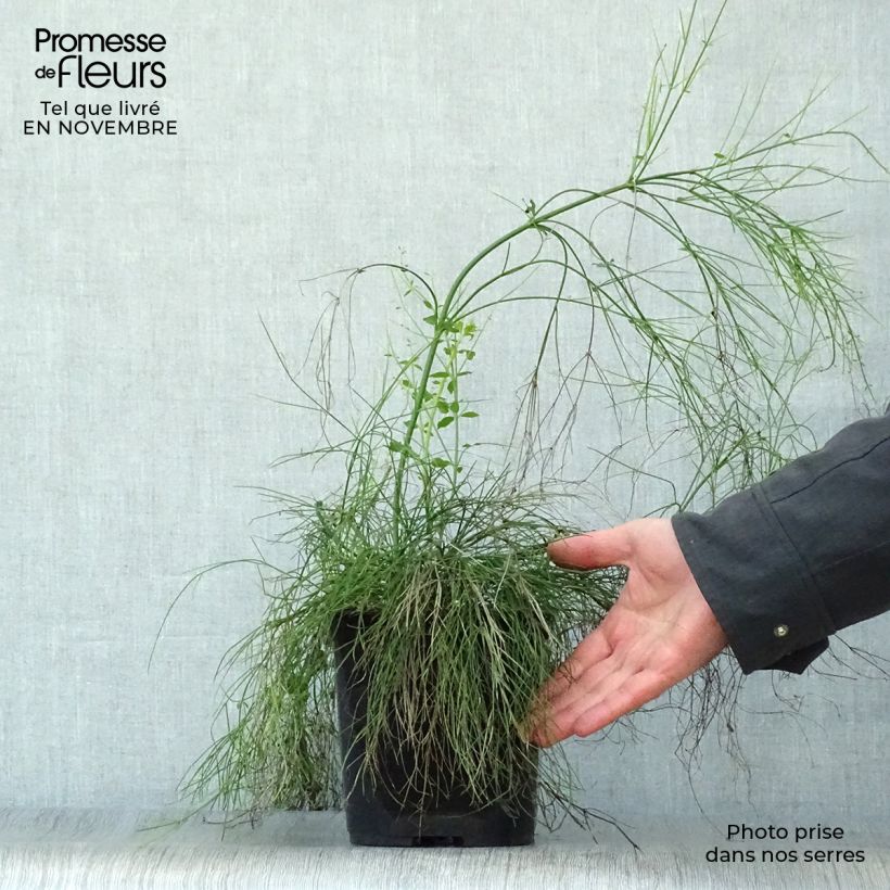 Example of Russelia equisetiformis - Russelie Topf mit 3L/4L as you get in automne