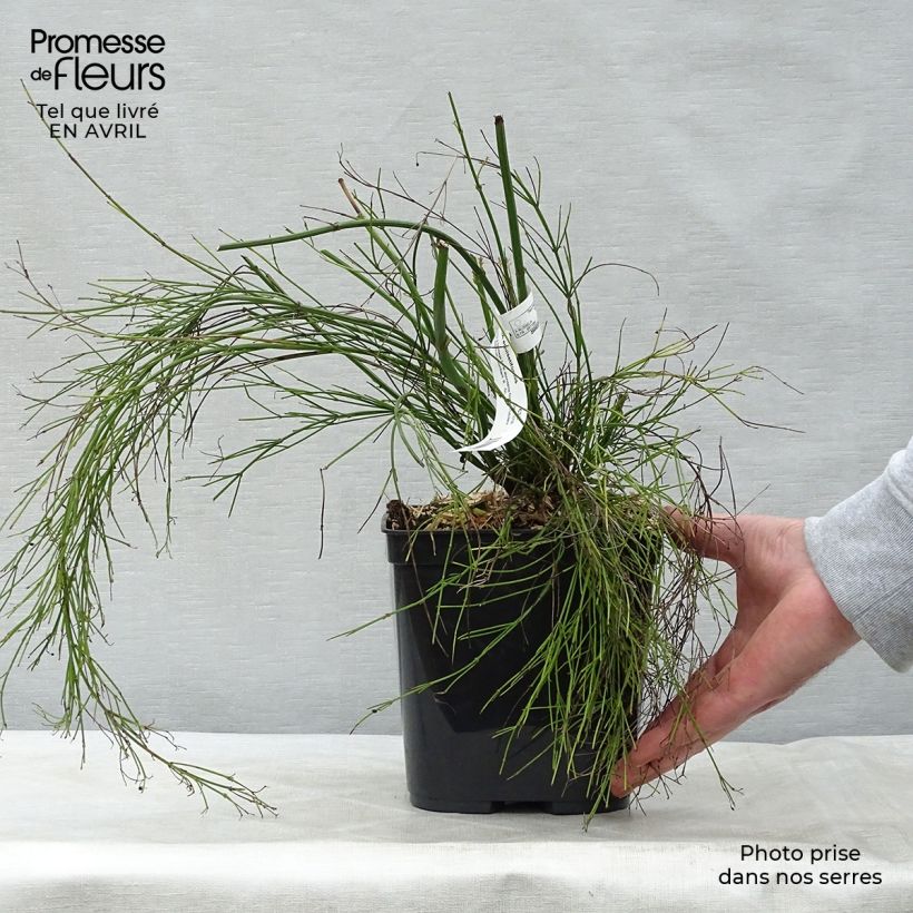 Exemplar von Russelia equisetiformis - Russelie Topf mit 3L/4L wie im Frühjahr geliefert