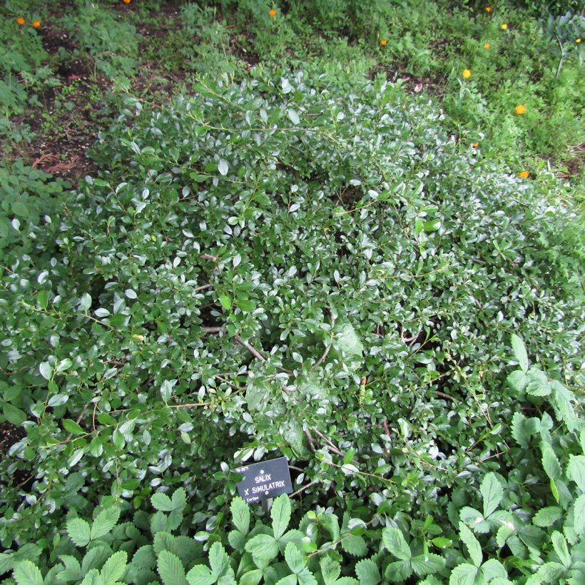 Teppichweide - Salix simulatrix (Plant habit)