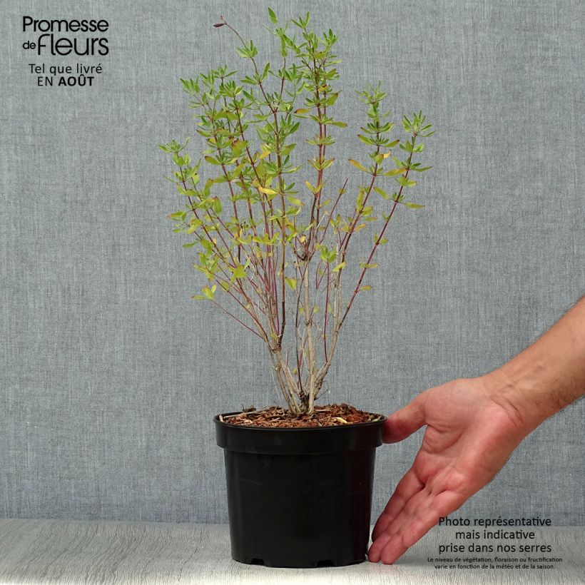 Example of Salvia jamensis Raspberry Royal Topf mit 2L/3L as you get in ete