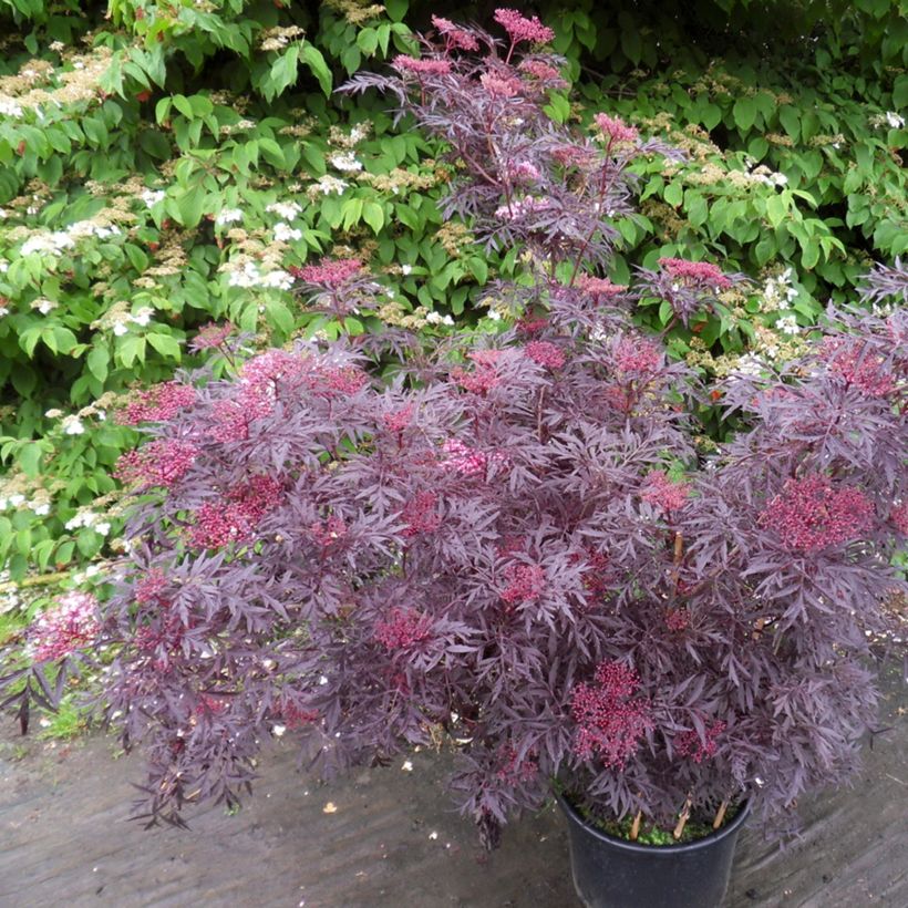 Schwarzer Holunder Cherry Lace - Sambucus nigra (Plant habit)