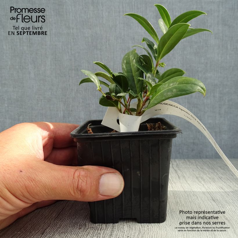 Example of Sarcococca hookeriana var. humilis - Schleimbeere Kleine Töpfe von 8/9 cm as you get in automne