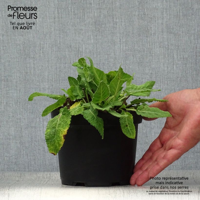 Exemplar von Salvia sylvestris Rhapsody in Blue - Steppen-Salbei Topf mit 2L/3L wie im Sommer geliefert