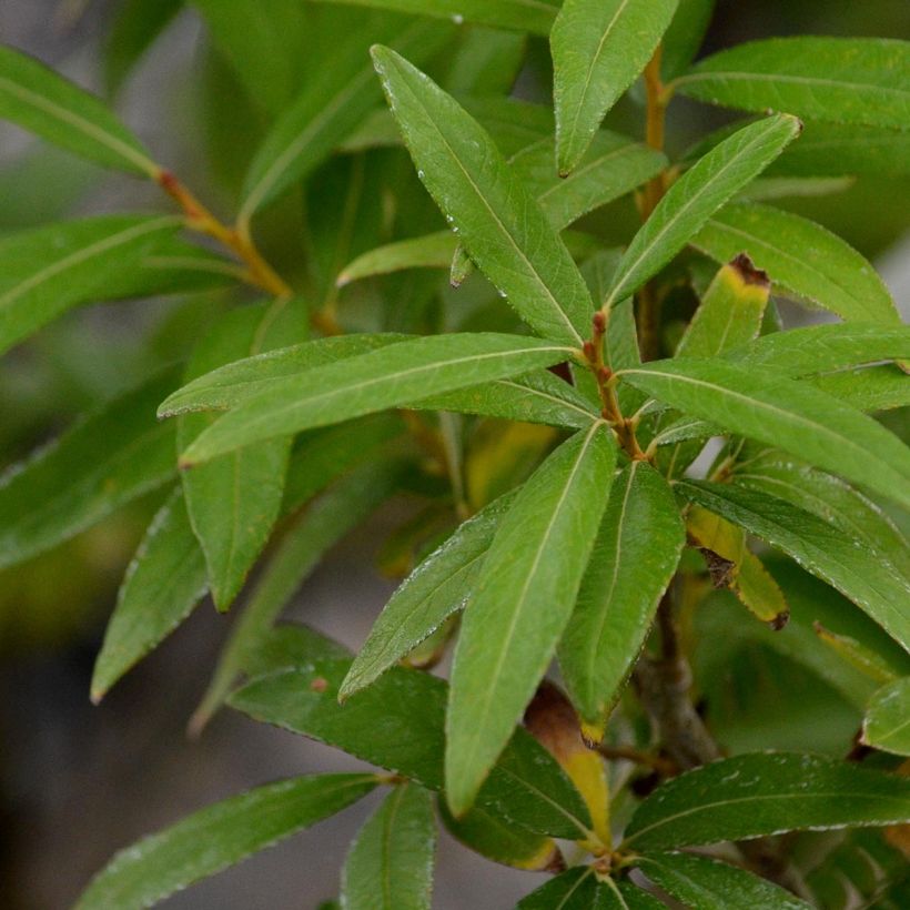 Drachenweide Golden Sunshine - Salix sachalinensis (Foliage)