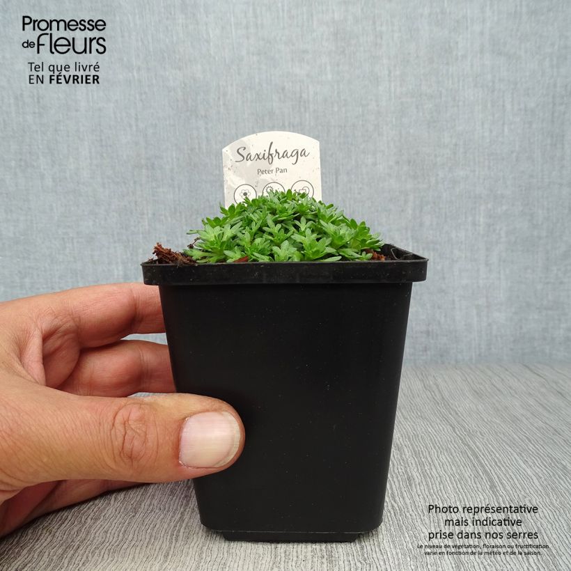 Example of Saxifraga arendsii Peter Pan - Garten-Moos-Steinbrech Kleine Töpfe von 8/9 cm as you get in automne
