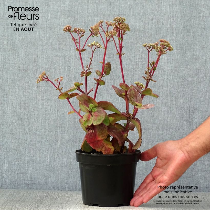 Example of Fetthenne Matrona - Sedum Topf mit 2L/3L as you get in ete