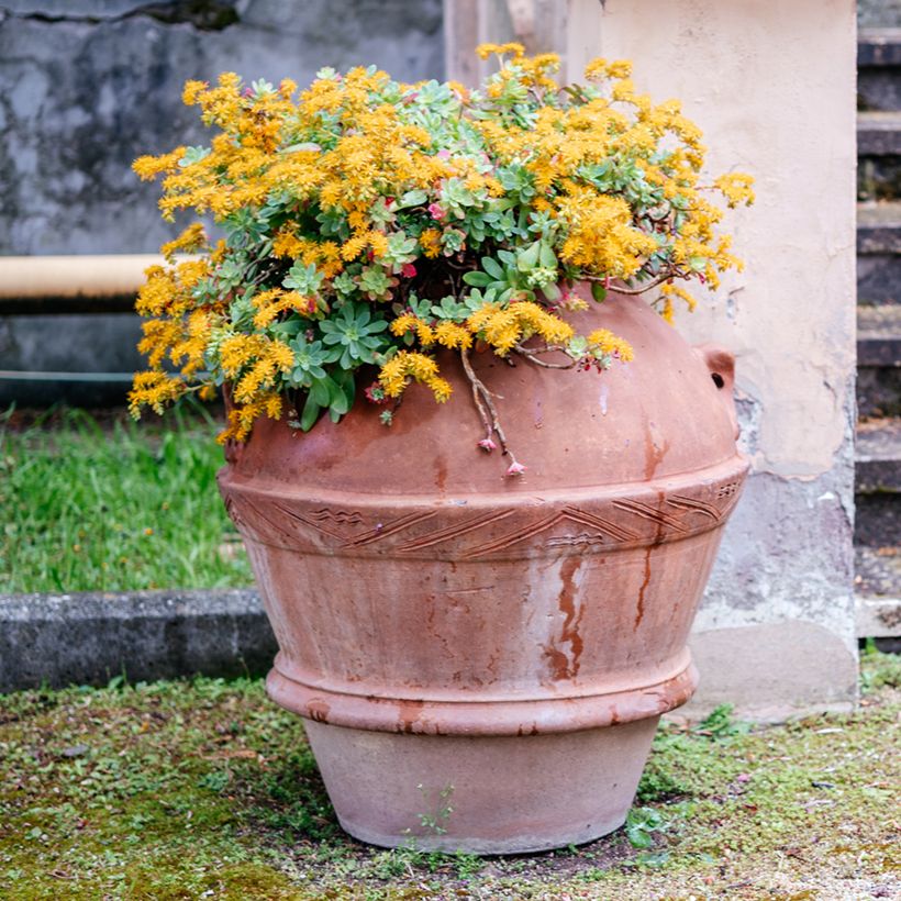 Fetthenne - Sedum palmeri (Plant habit)