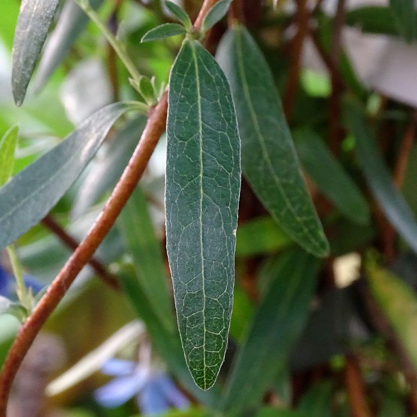 Sollya heterophylla Ultra Blue - Sollyie (Foliage)