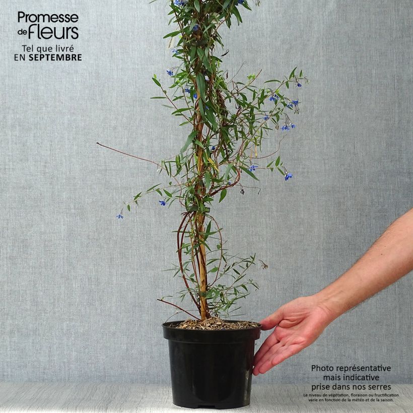 Example of Sollya heterophylla Ultra Blue - Sollyie Topf mit 4L/5L as you get in automne