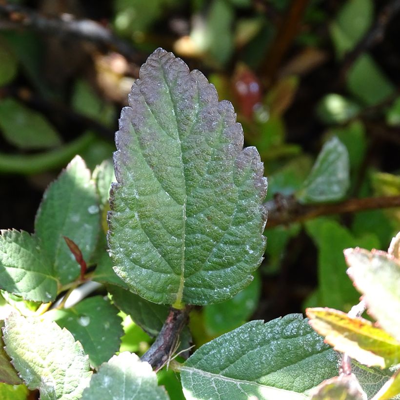 Sommerspiere Merlo Green - Spiraea japonica (Foliage)