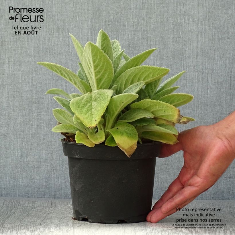 Example of Woll-Ziest Big Ears - Stachys byzantina Topf mit 1,5L/2L as you get in ete