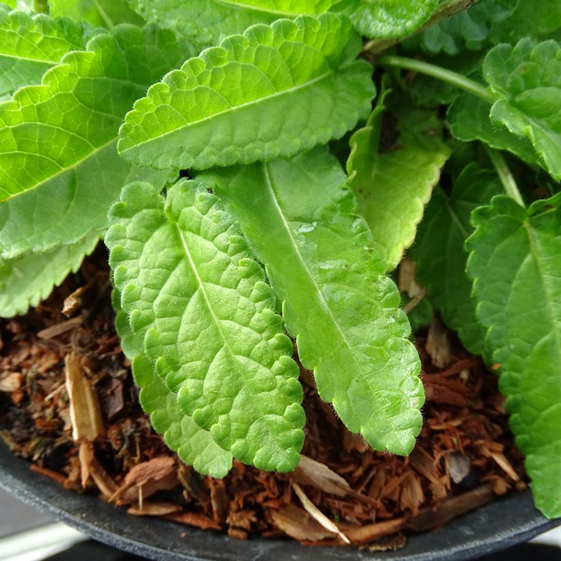 Heil-Ziest Hummelo - Stachys monieri (Foliage)