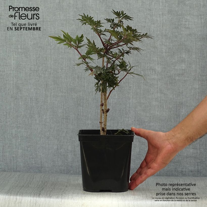 Example of Schwarzer Holunder Straight Laced - Sambucus nigra Topf mit 3L/4L as you get in automne
