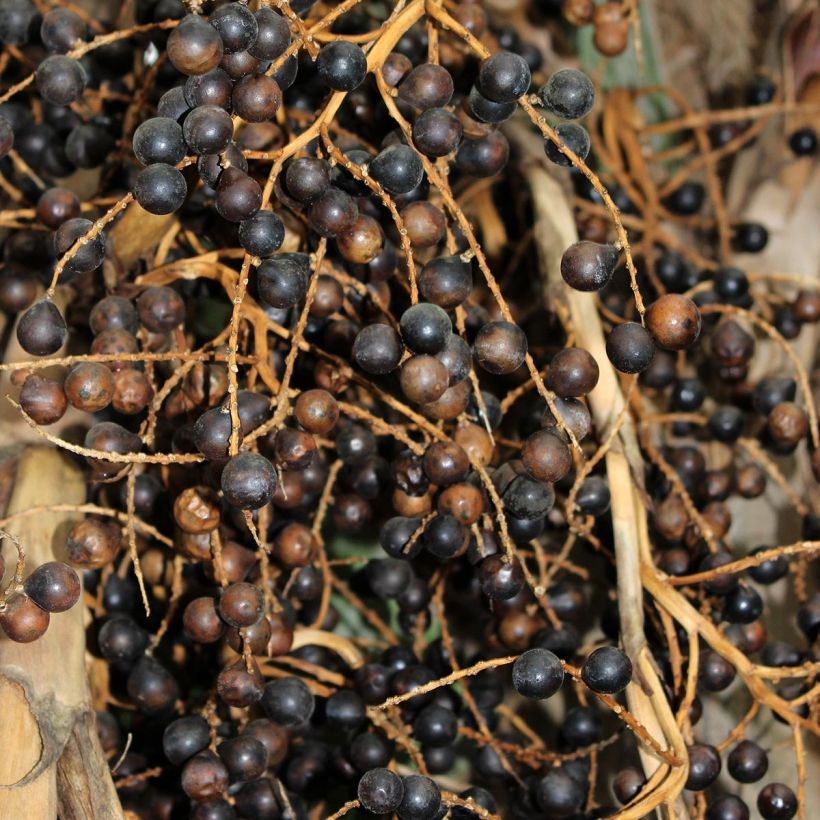 Sabal bermudana - Bermuda-Palmettopalme (Harvest)