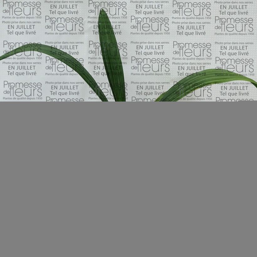 Example of Sabal bermudana - Bermuda-Palmettopalme Topf 12 cm / 13 cm as you get in ete