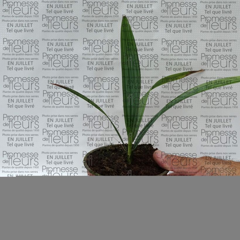 Example of Sabal causarium - Palmettopalme Topf 12 cm / 13 cm as you get in ete