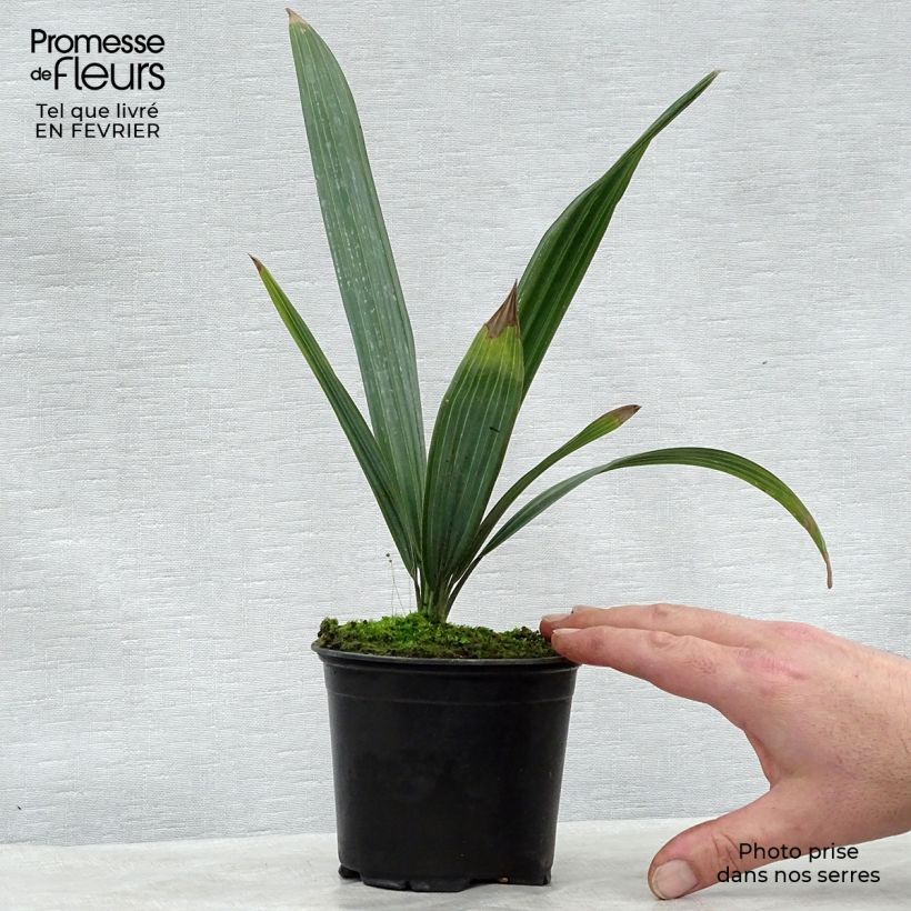 Exemplar von Sabal causarium - Palmettopalme Topf 12 cm / 13 cm wie im Winter geliefert