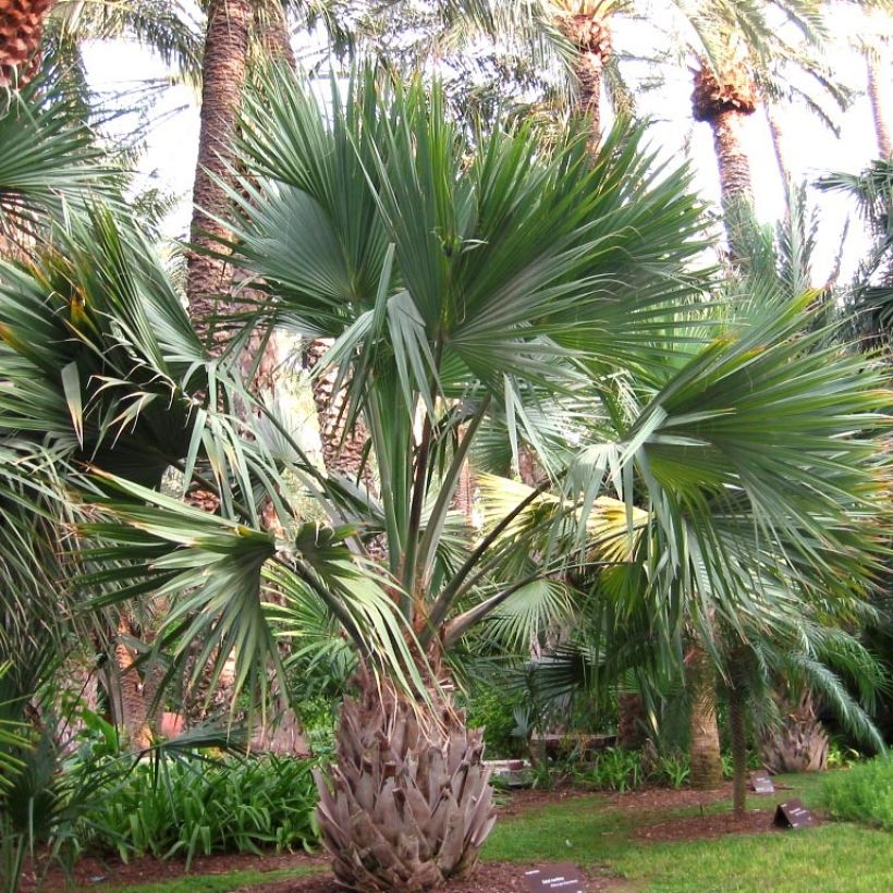 Sabal maritima - Palmettopalme (Plant habit)