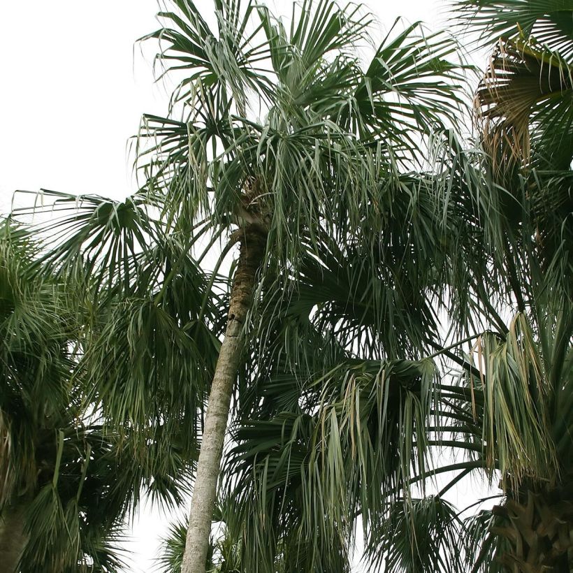 Sabal mauritiiformis - Mauritius-Palmettopalme (Plant habit)