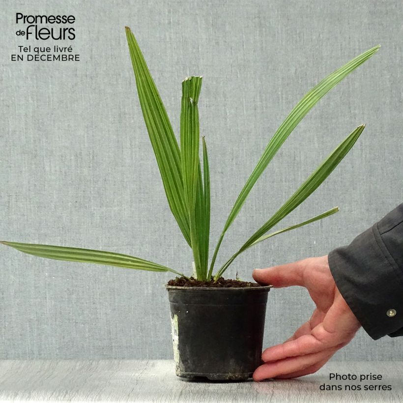Exemplar von Sabal mauritiiformis - Mauritius-Palmettopalme Topf 12 cm / 13 cm wie im Winter geliefert