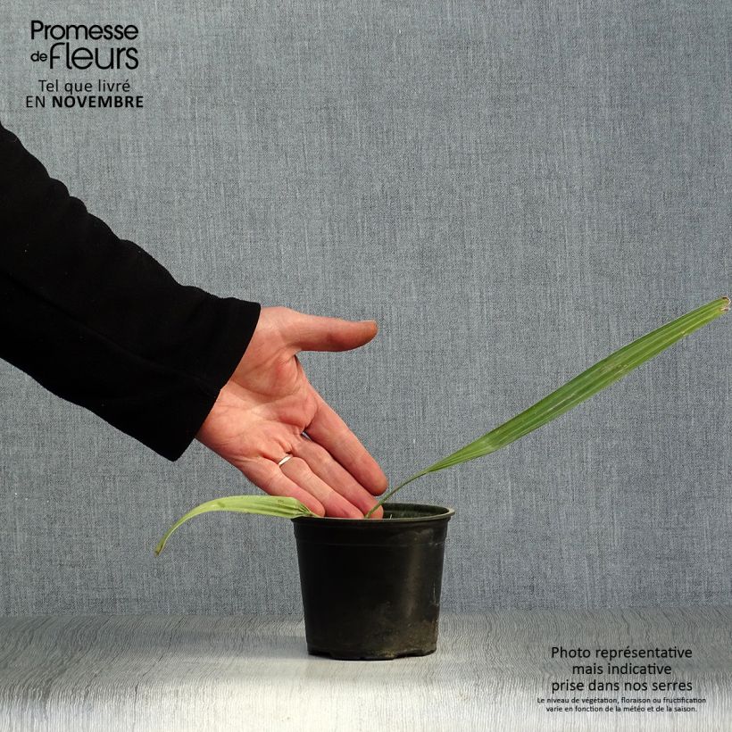 Example of Sabal mauritiiformis - Mauritius-Palmettopalme Topf 12 cm / 13 cm as you get in automne