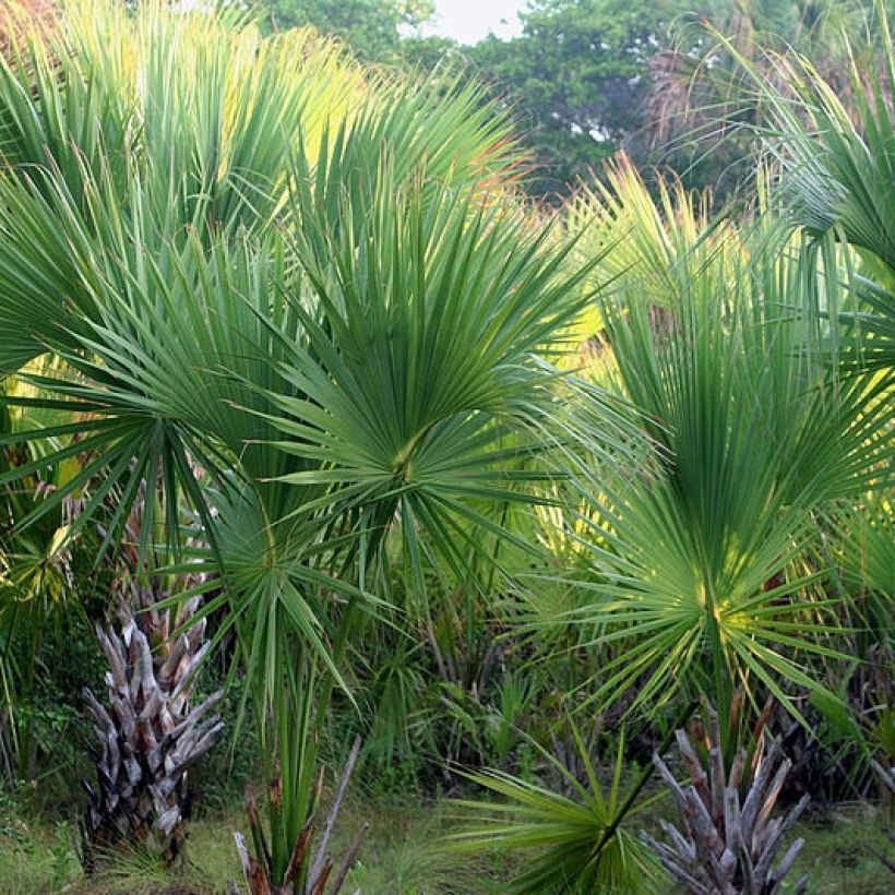 Sabal mexicana - Mexikanische Palmettopalme (Plant habit)