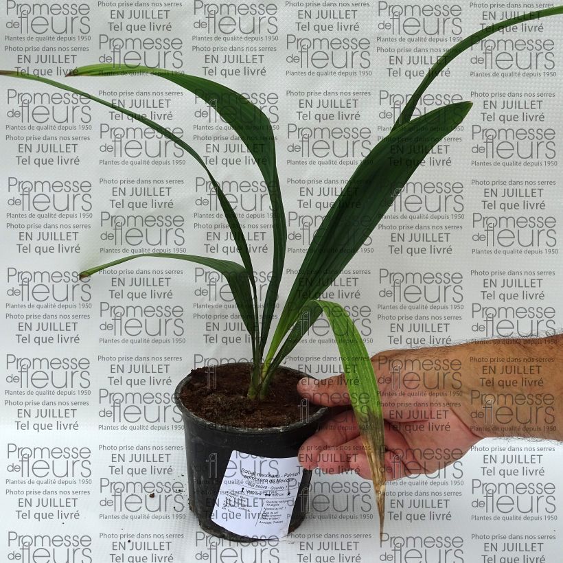 Example of Sabal mexicana - Mexikanische Palmettopalme Topf 12 cm / 13 cm as you get in ete