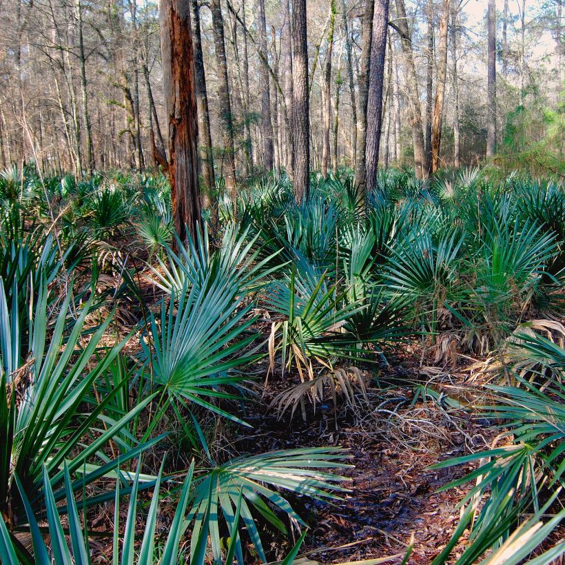 Sabal minor - Zwerg-Pamelopalme (Plant habit)