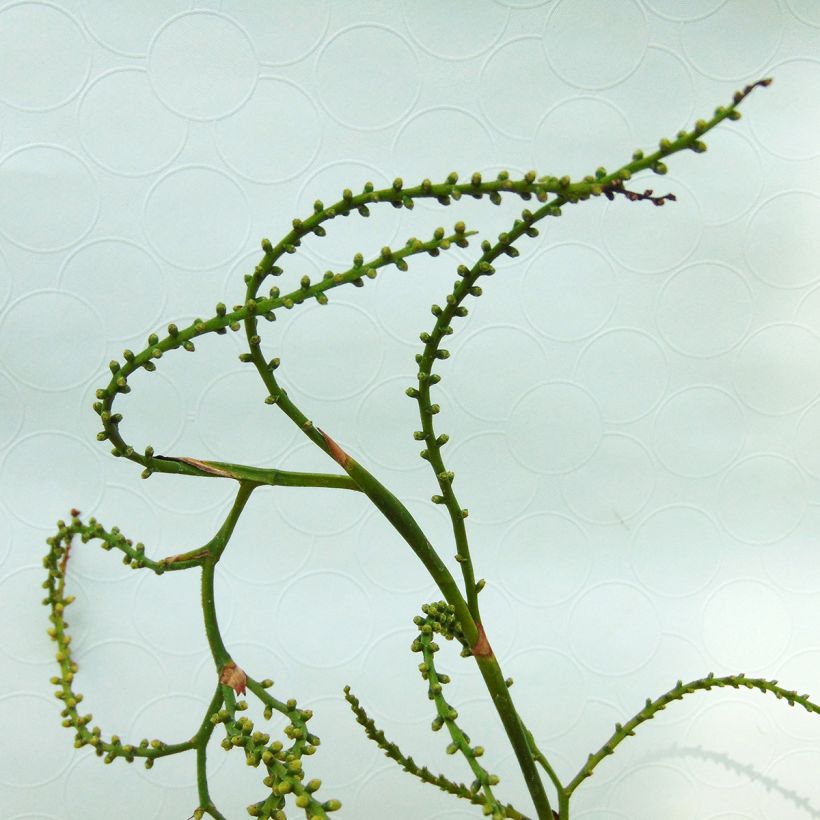 Sabal minor - Zwerg-Pamelopalme (Flowering)